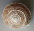 /products/tingitana-minetti-decussata-pallary-19018/